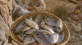 Assistir Jesus feeds a multitude (John 6:1-15)